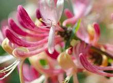 Japanese Honeysuckle Soy Melts
